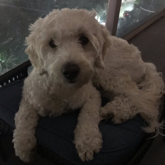 Meet your Posher, Doreann - Picture 1 of 1